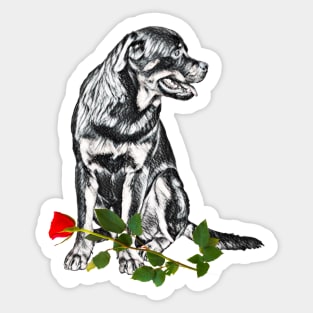 Valentines Rottweiler With Red Rose Sticker
